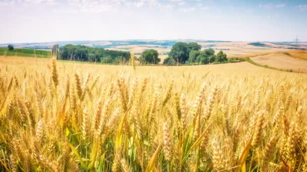 Campo de trigo dorado en día soleado — Vídeos de Stock