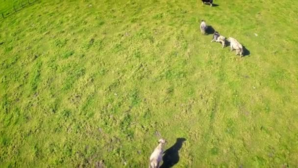Luftaufnahme der sommerlichen Landschaft mit grasenden Kühen — Stockvideo