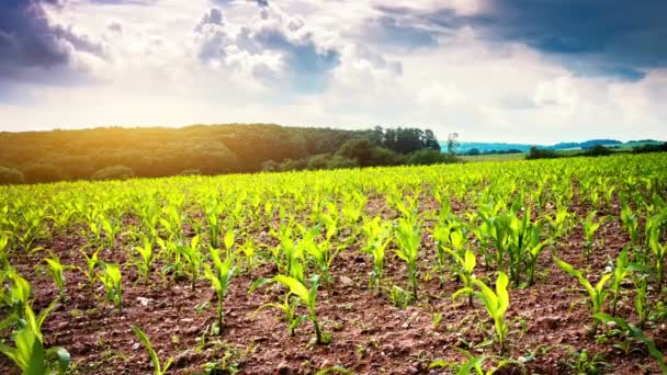 Campo agrícola com brotos de milho verde — Vídeo de Stock