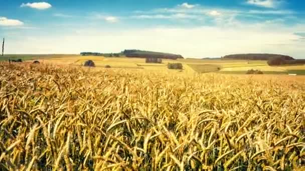Chůze v pšeničné pole v letním dni