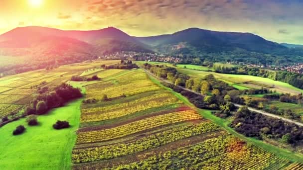 Vista aérea del prado del viñedo — Vídeos de Stock