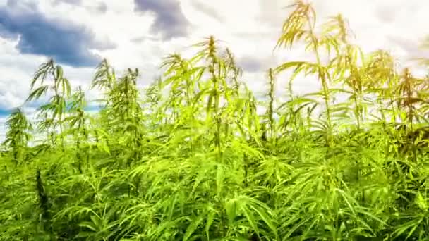 Campo di cannabis medica in campagna estiva — Video Stock