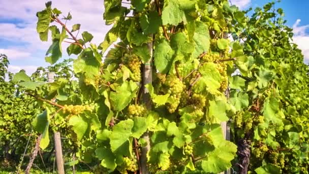 Paesaggio con vigneti autunnali e uva biologica — Video Stock