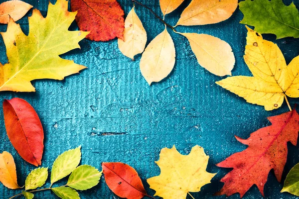 Quadro de outono com várias folhas de queda coloridas — Fotografia de Stock