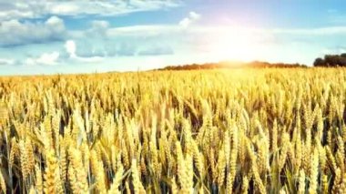 Tarım buğday alanın panoramik görünüm