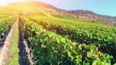 Üzüm bağlarının hava manzarası