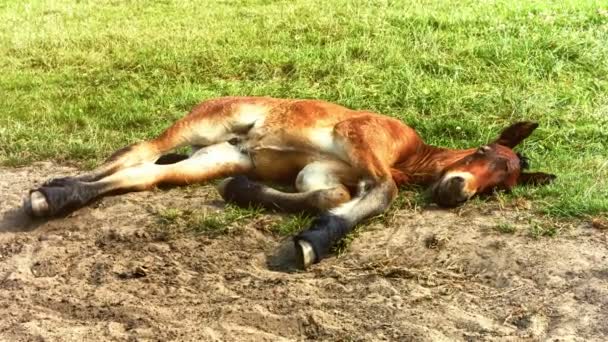 小さな子馬は緑の芝生で休憩します。 — ストック動画