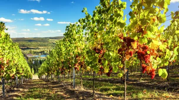 Paisaje con viñedos de otoño y uva orgánica — Vídeos de Stock