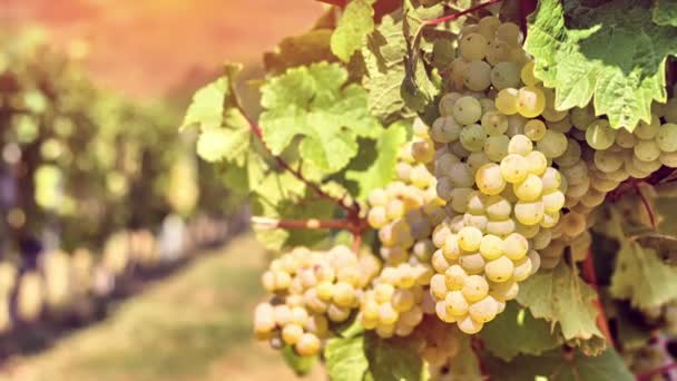 Органический виноград на виноградных ветвях — стоковое видео