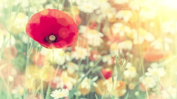 Red poppy on summer flower field — Stock Video