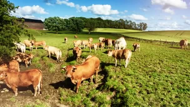 Πράσινο λιβάδι με βόσκει αγελάδες — Αρχείο Βίντεο