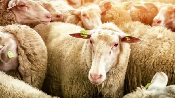 Troupeau de moutons en attente de tonte 