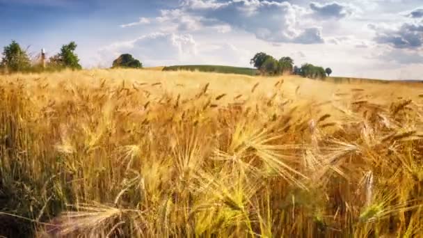 Goldenes Weizenfeld an sonnigem Tag — Stockvideo