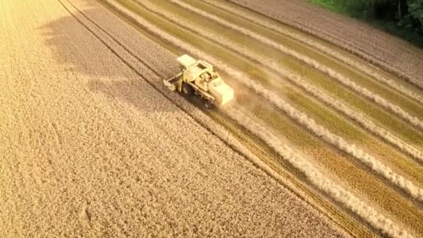 Harvester op het werk in een tarweveld combineren — Stockvideo