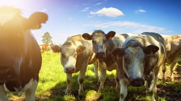 Vacas jóvenes pastando en el campo verde — Vídeos de Stock