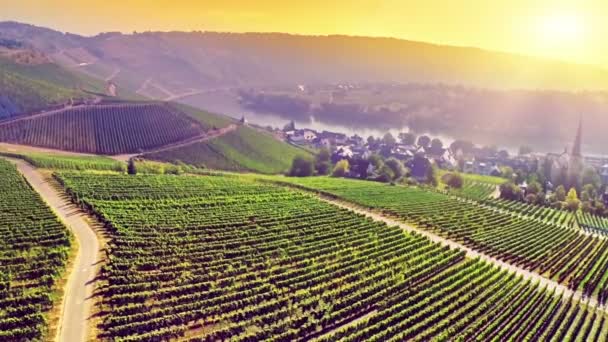 Luftaufnahme der Weinberge zur Sommerzeit — Stockvideo