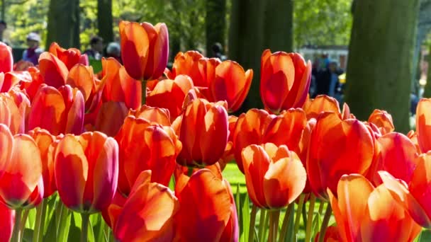 Spring park vallende rode tulpen — Stockvideo