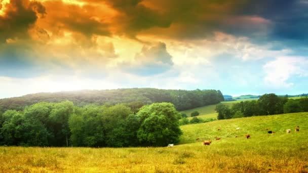 Krajobraz z wypasu krów w zielone pola — Wideo stockowe