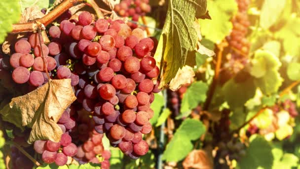 Vingårdar och ekologisk grape på vine grenar — Stockvideo