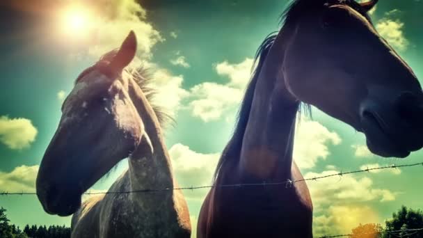 Closeup de cavalos jovens — Vídeo de Stock