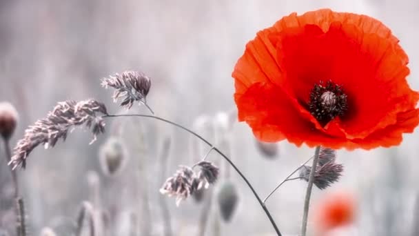 Closeup of red poppy on summer field — Stock Video