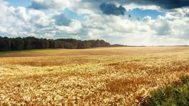 Campo de trigo en el día lluvioso de verano — Vídeos de Stock