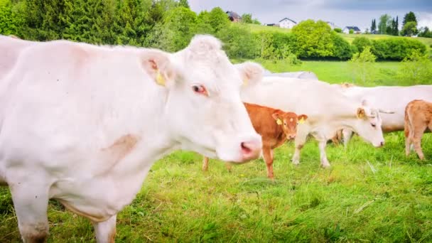 Green field with grazing cows — Stock Video