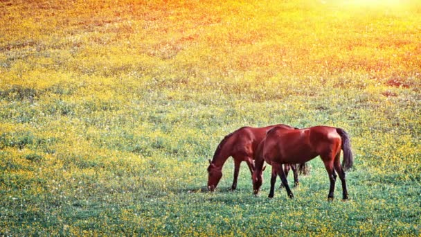 Paisaje con caballos de granja en el campo agrícola — Vídeos de Stock