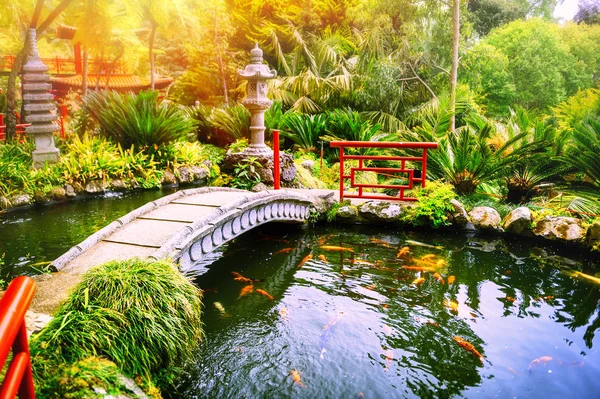 Jardin avec poissons koi natation — Photo