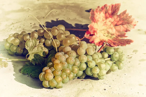 Білий органічний виноград на виноградній гілці . — стокове фото