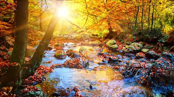 Осенний пейзаж с лесным ручьем — стоковое видео