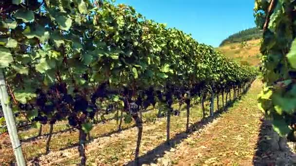 Ekologiska druvor på vine grenar — Stockvideo