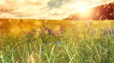 Kır çiçekleri alanına yürüyor