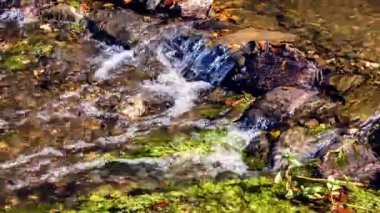 Sonbahar manzara orman akımı ile. 