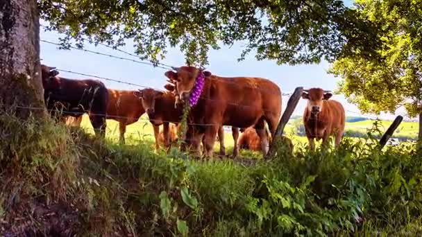 Grüne Wiese mit grasenden Kühen — Stockvideo