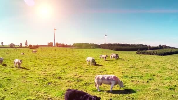 Groene weide met grazende koeien — Stockvideo