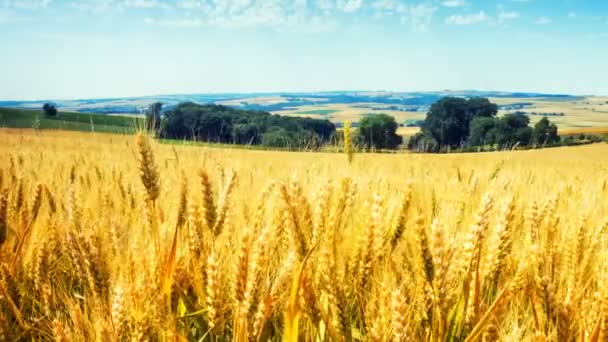 Panoramiczny widok na pole rolnych pszenicy — Wideo stockowe