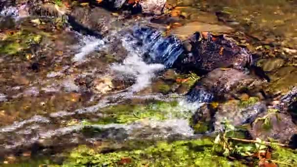 Herbstlandschaft mit Waldbach. — Stockvideo