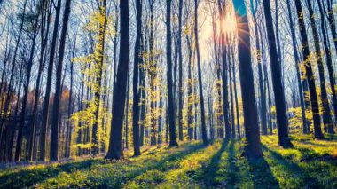 Yaz Ormanı Manzarası