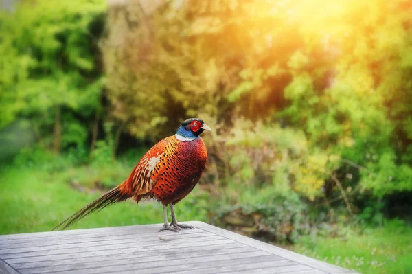 Красивий фазан сидить на столі — стокове фото