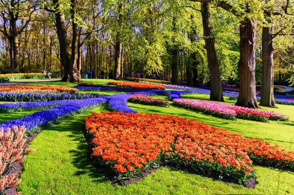 Paisaje de primavera con tulipanes multicolores — Foto de Stock
