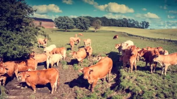 Groene weide met grazende koeien — Stockvideo