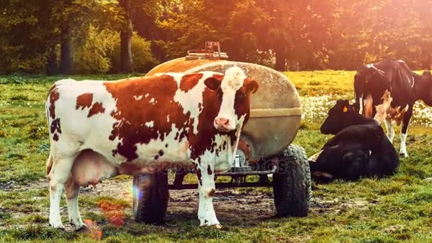 Campo verde com vacas em pastoreio — Vídeo de Stock