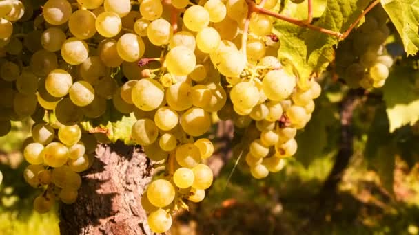 Органический виноград на виноградных ветвях — стоковое видео
