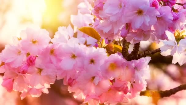 růžový Třešňové květy