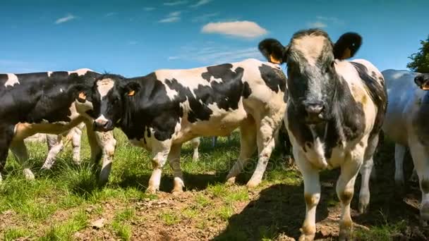 Giovani vacche al pascolo sul campo verde . — Video Stock