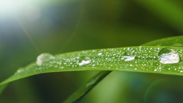 Primeros planos de hierba verde. Fondo de naturaleza . — Vídeos de Stock