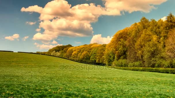 Green field at summer day — Stock Video