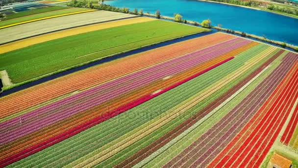 Colorful agricultural fields — Stock Video