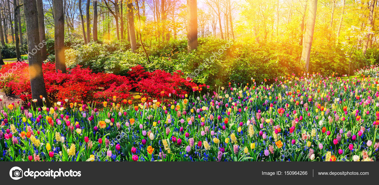 Landscape With Beautiful Flowers Stock Photo Image By C Paulgrecaud 150964266